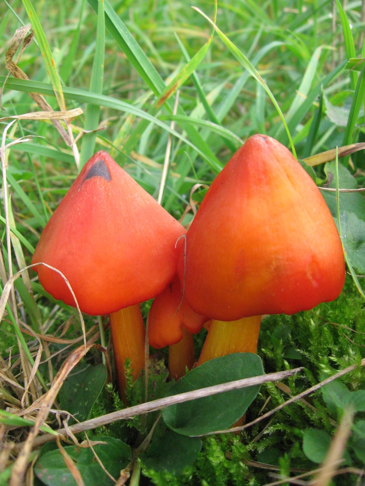 Гигроцибе киноварно-красная (Hygrocybe miniata)