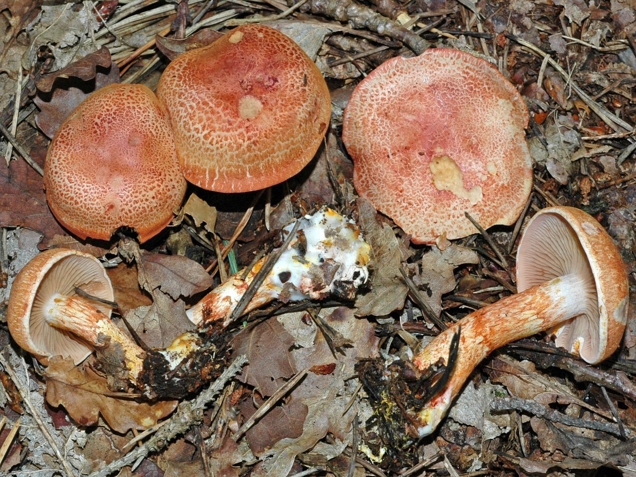 Паутинник гриб с чешуйками