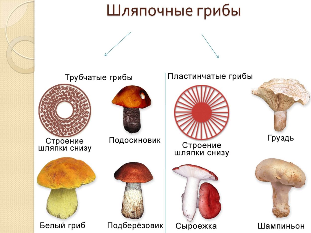 Грибы ХМАО