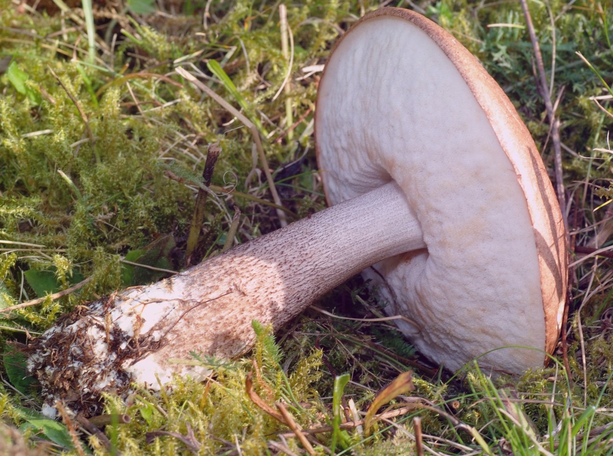 Шляпка Leccinum scabrum