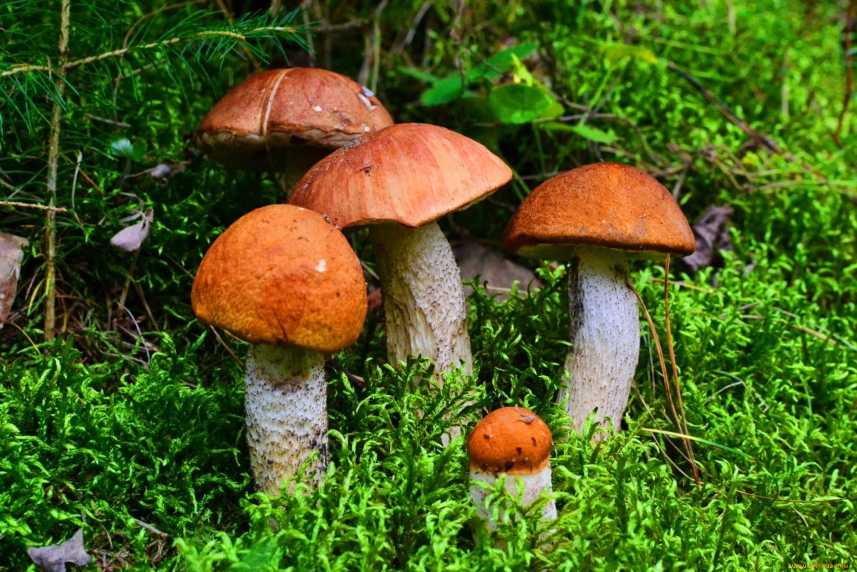 Эскизы съедобных грибов