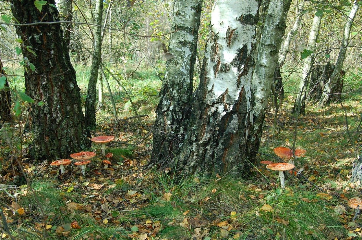 Грибы в березовой роще