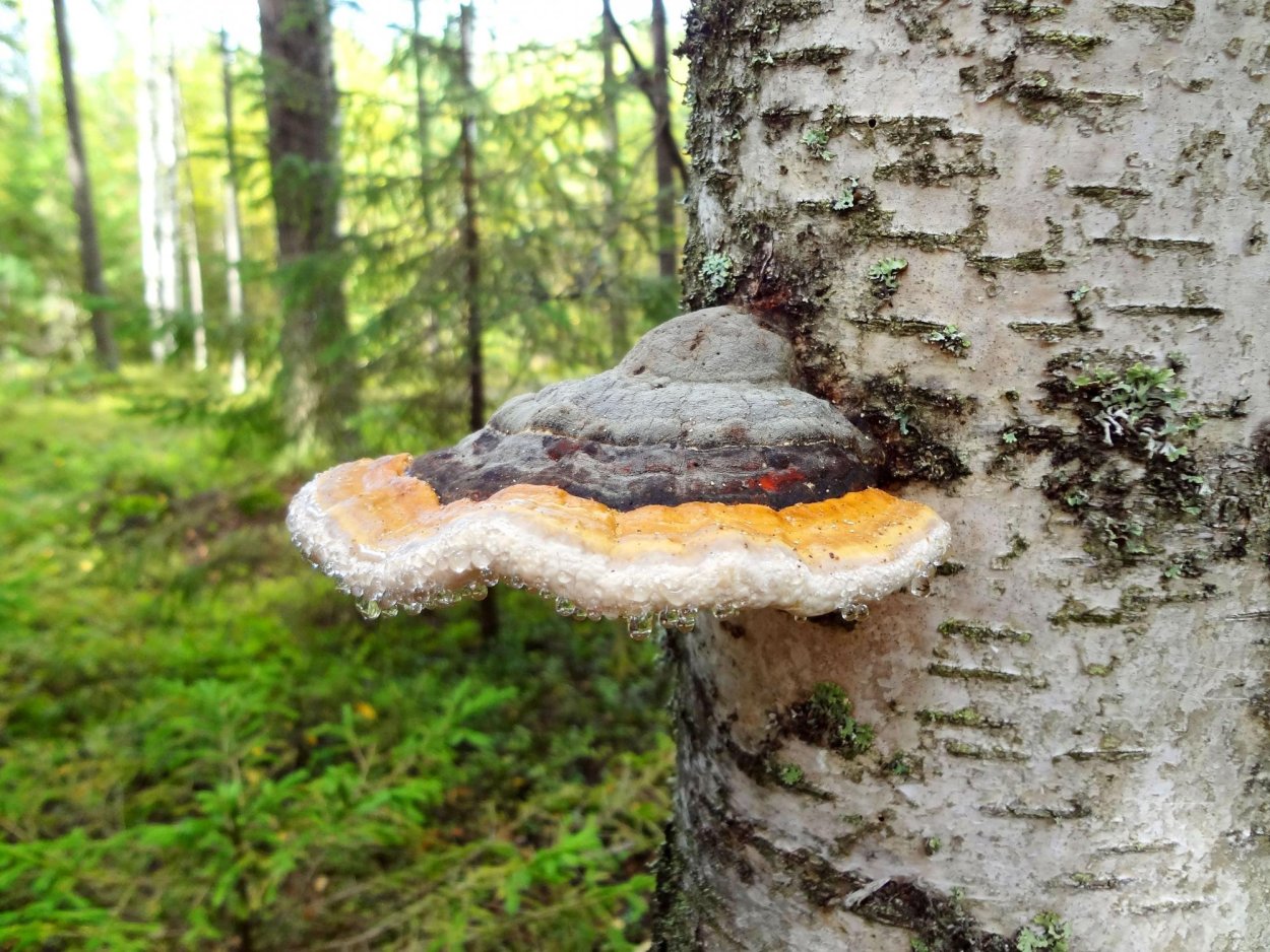 Чага (березовый гриб)