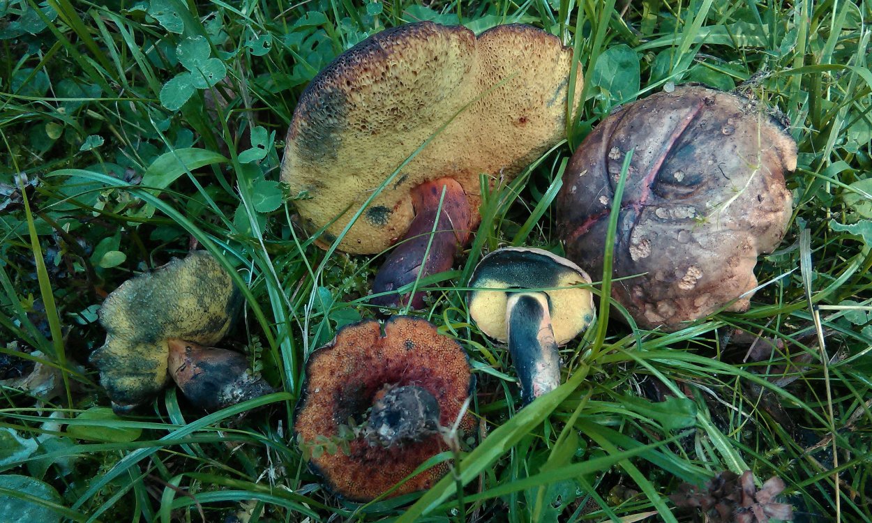 Cyanoboletus pulverulentus