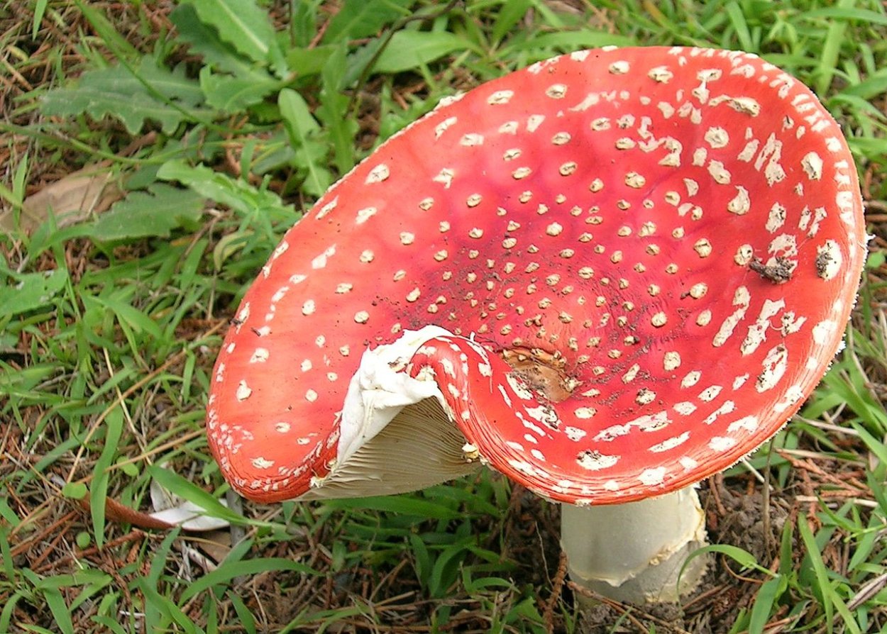 Мухомор мускарин