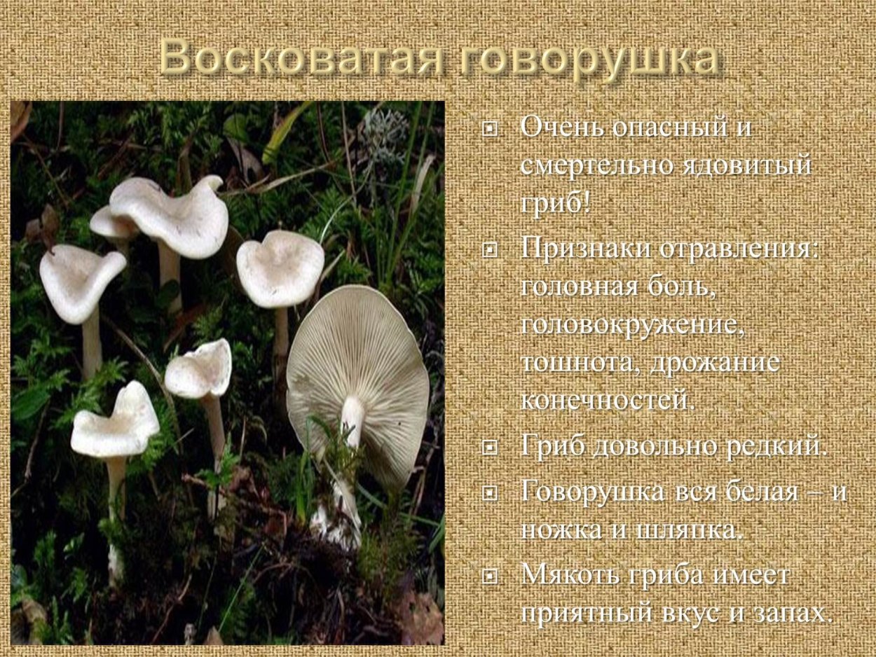 Говорушка восковатая ядовитый гриб описание