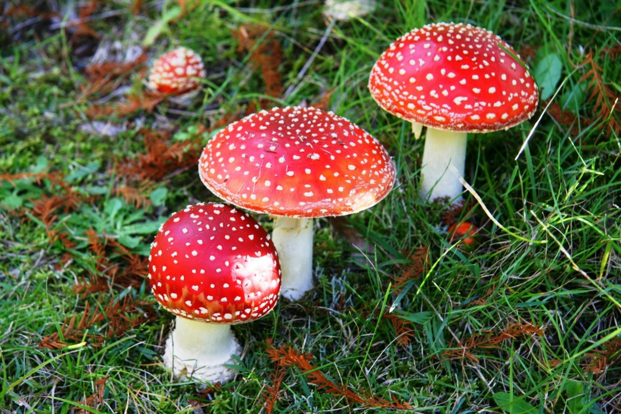Мухомор Аманита Мускария