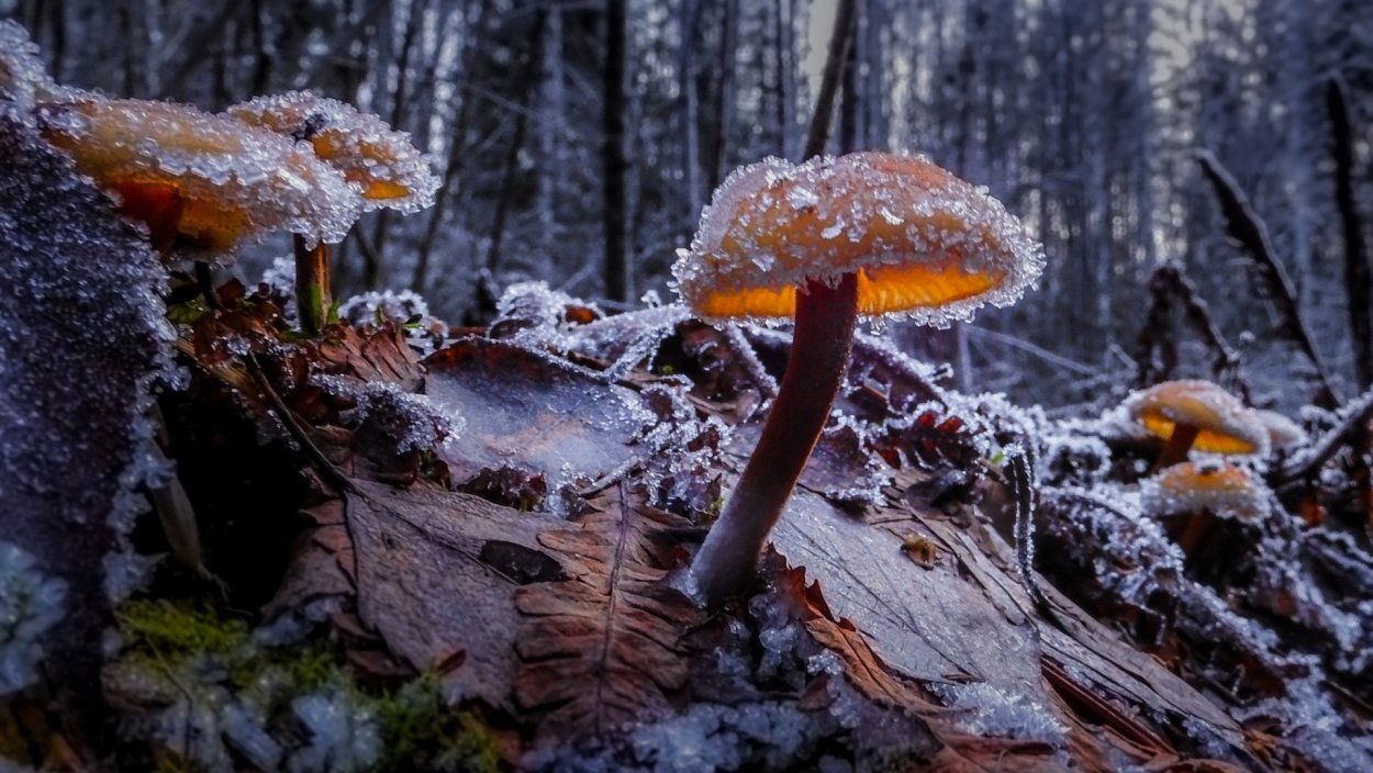 Осень заморозки гриб