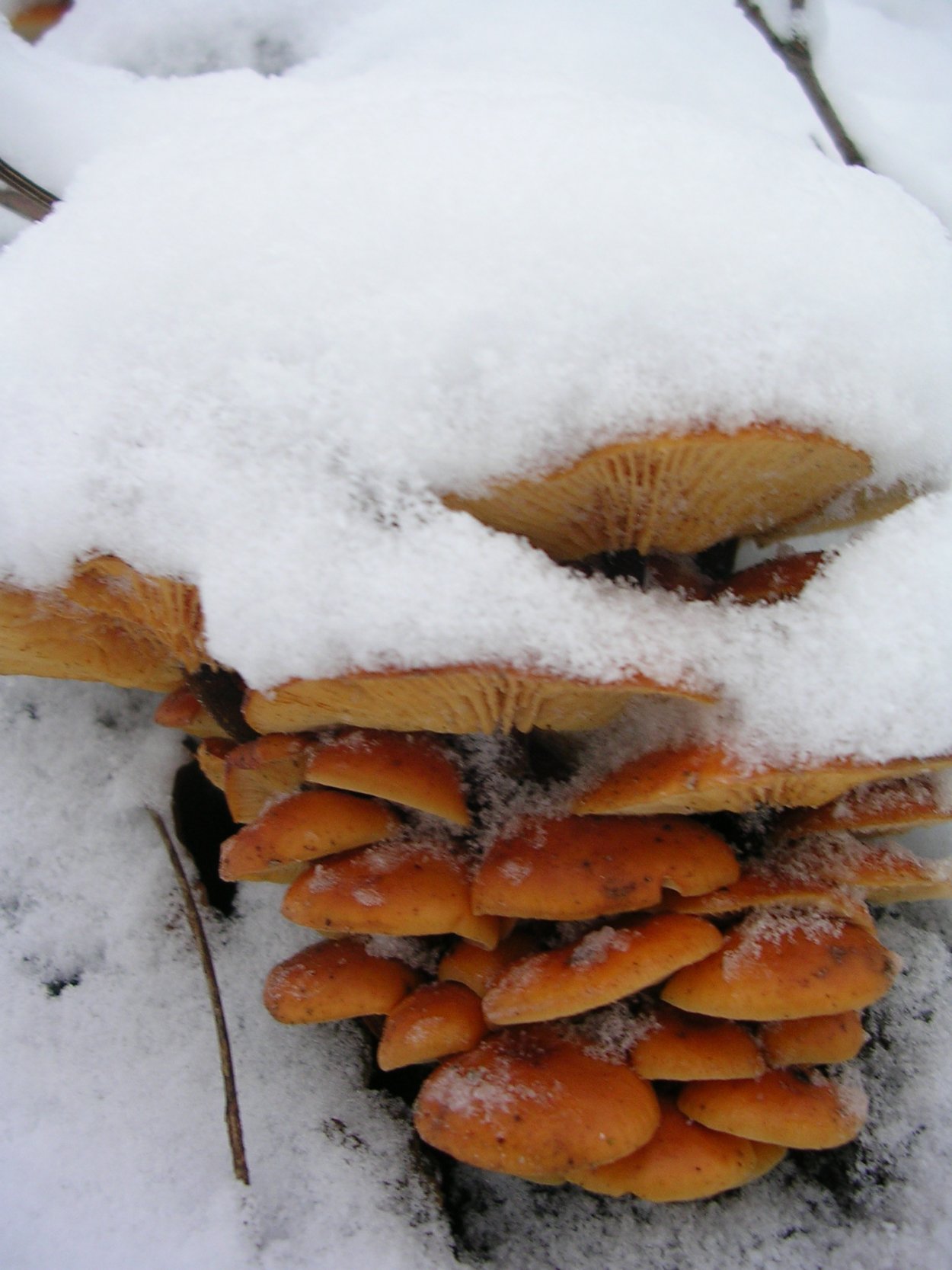 Опёнок зимний Flammulina velutipes