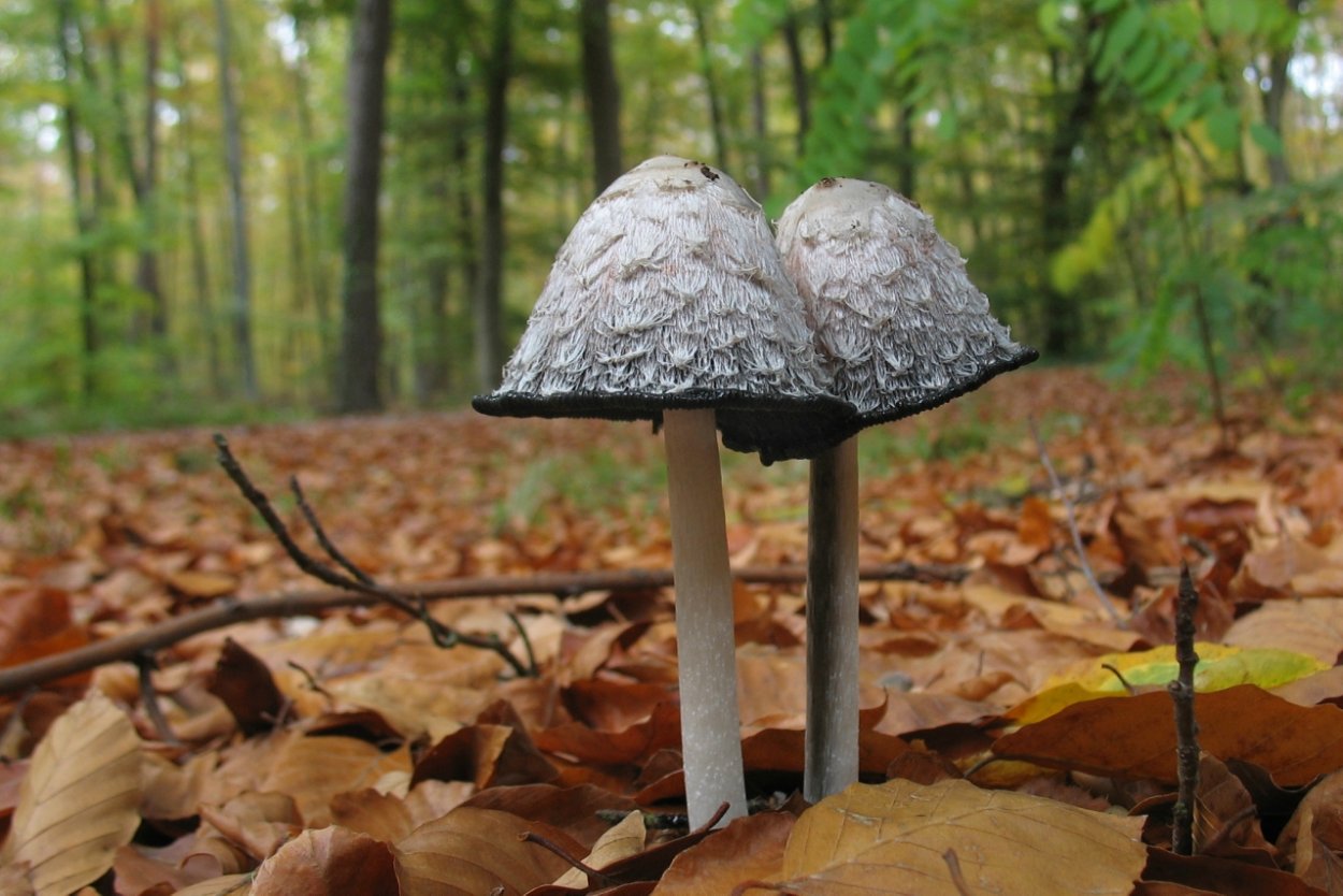 Навозник (род грибов)