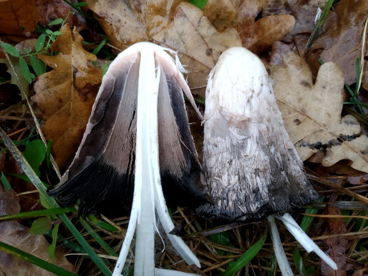 Обои на телефон грибы