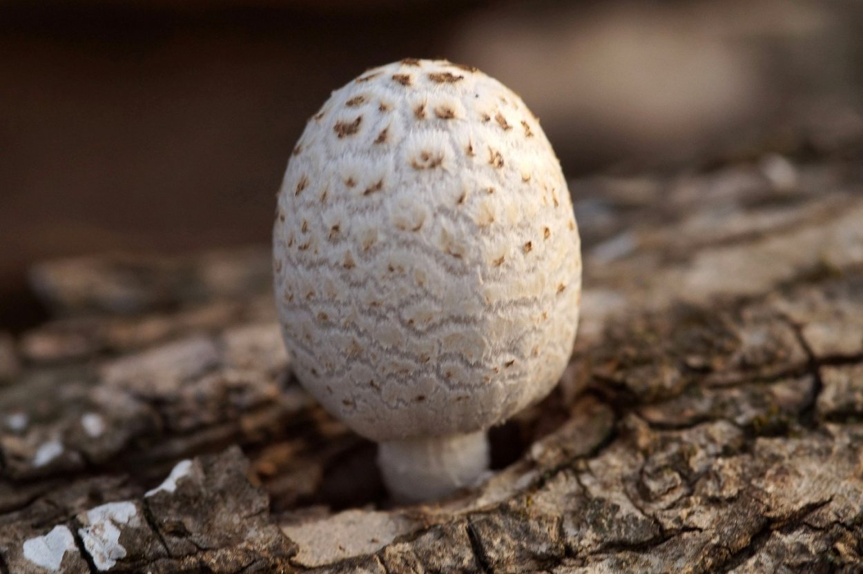 Гриб навозник чернила