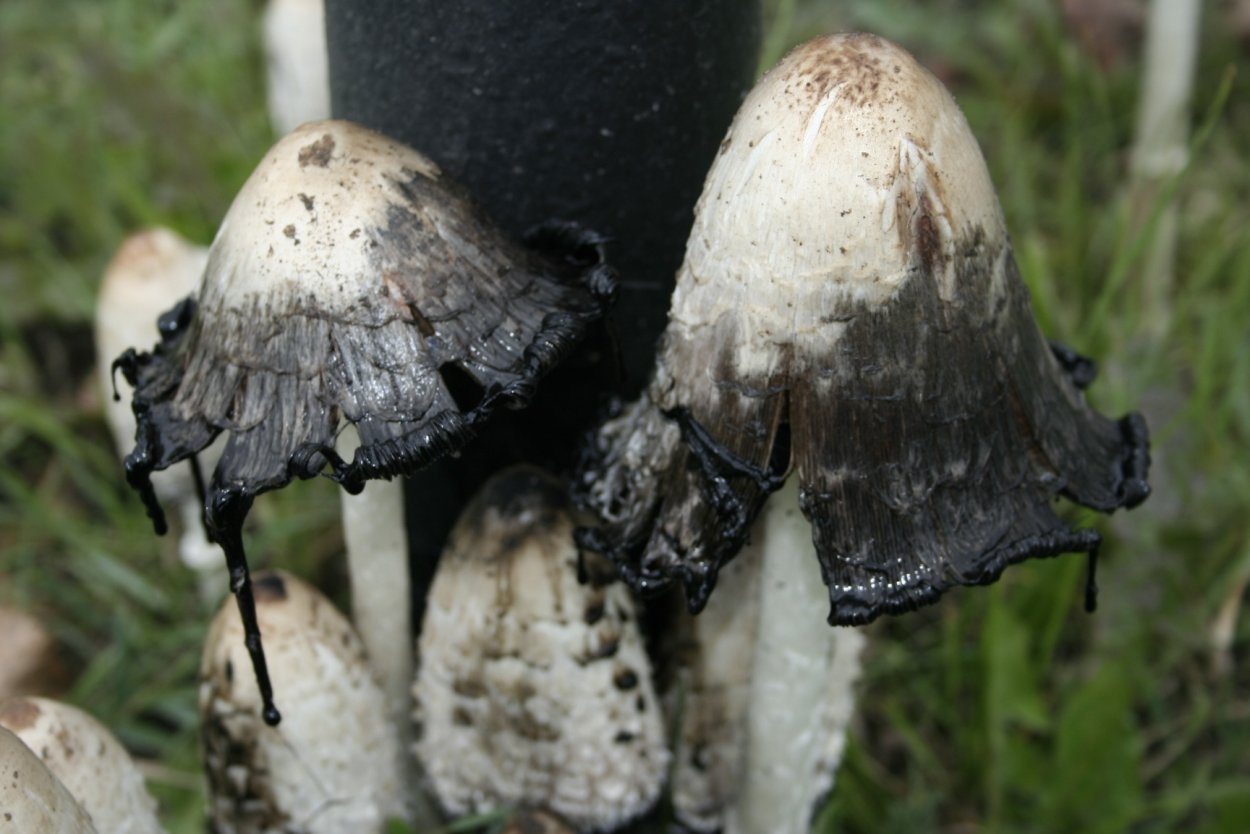 Навозник серый Coprinus atramentarius