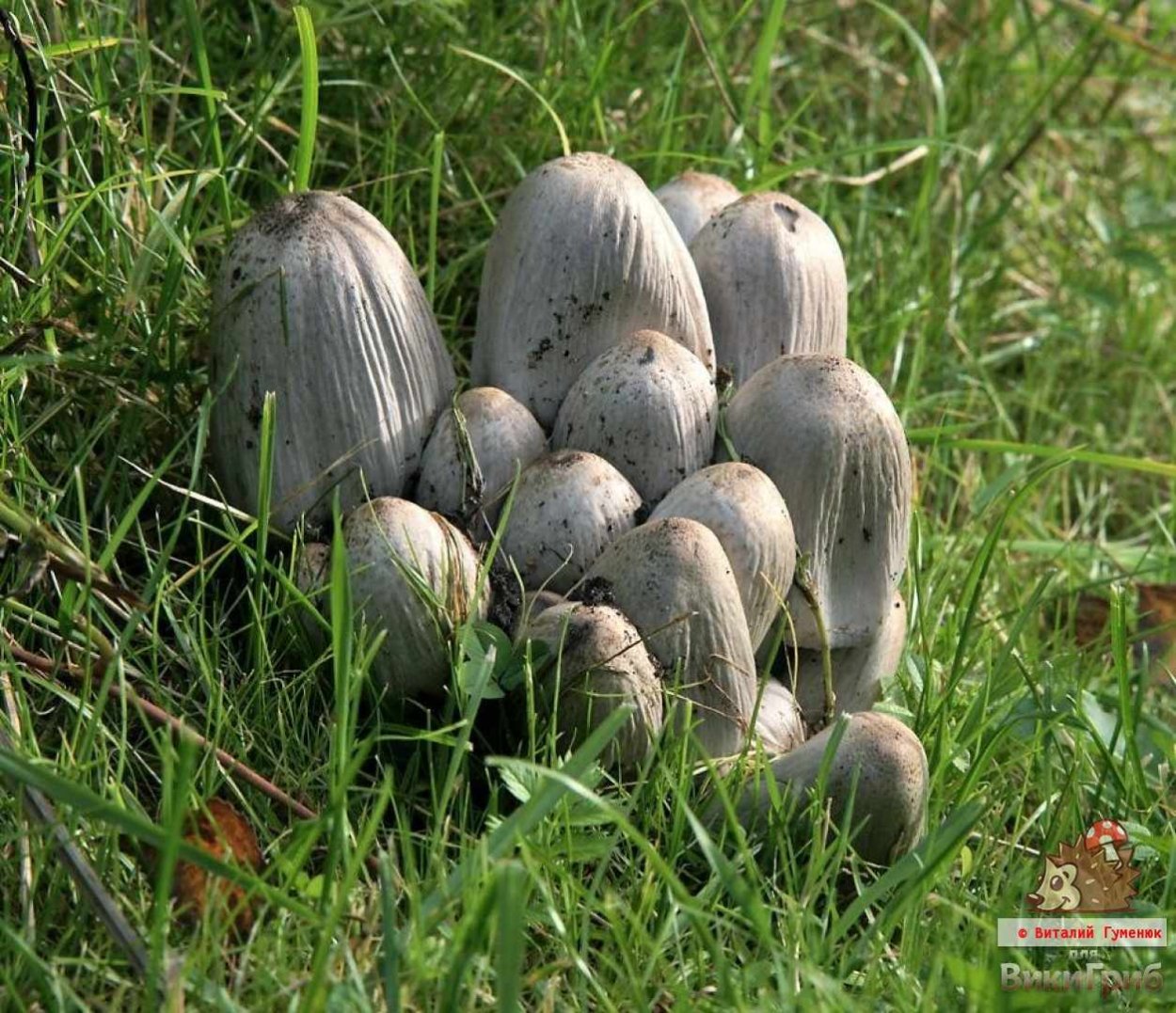 Гриб навозник белый съедобный