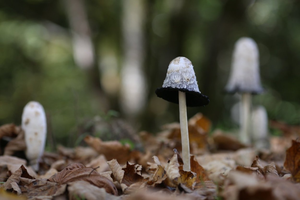 Грибы навозник пестрый