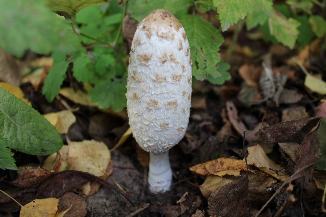 Гриб навозник дятловый съедобный