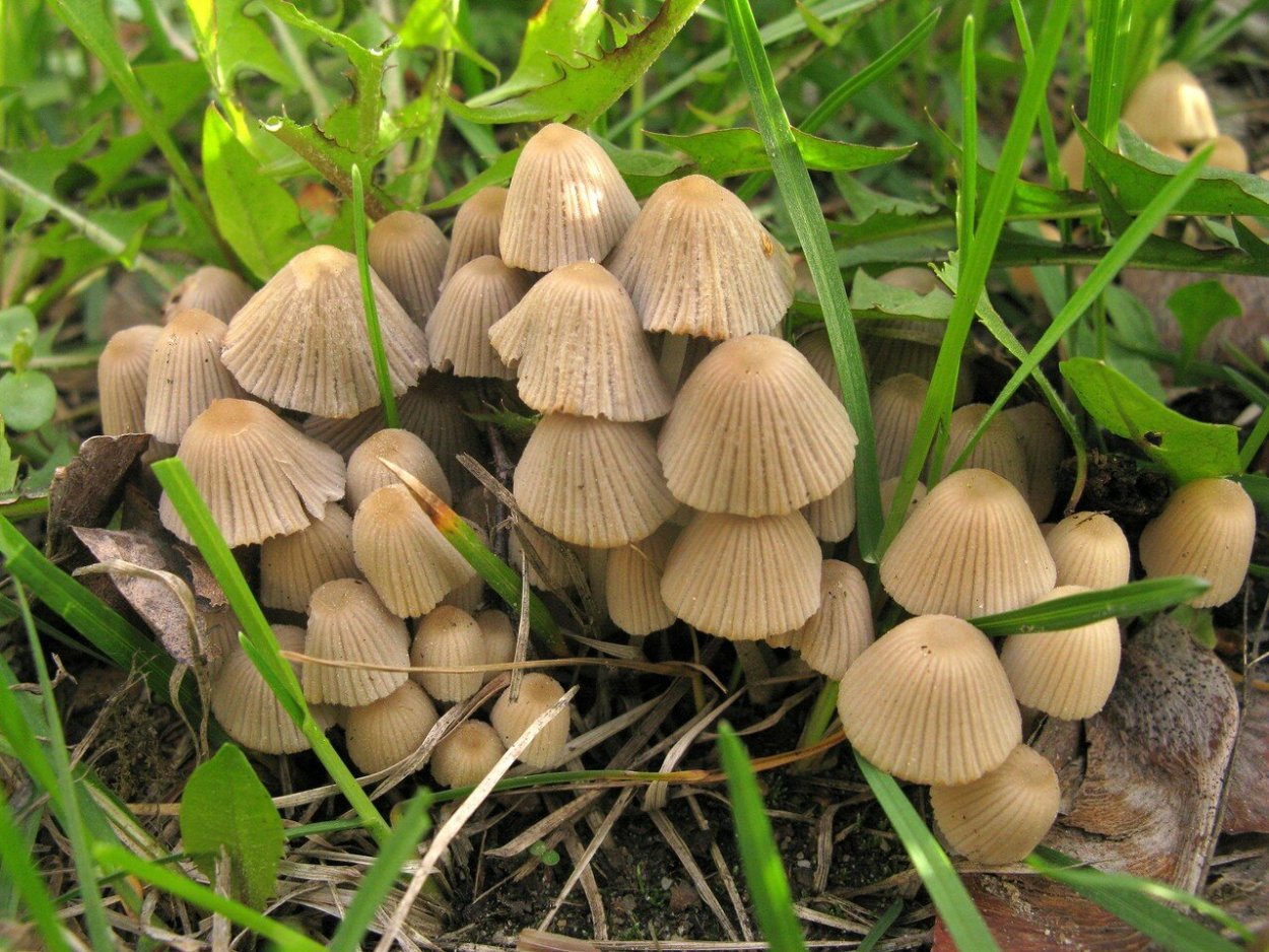 Навозник хохлатый