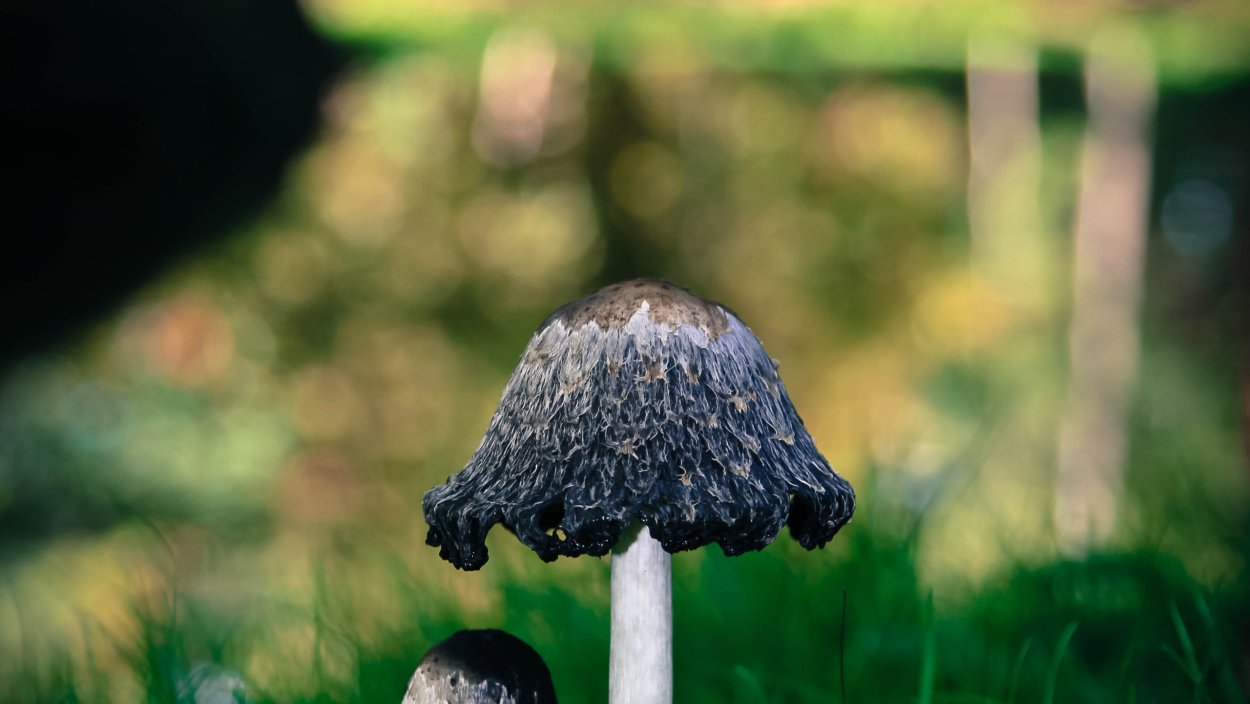 Навозник белый Coprinus comatus