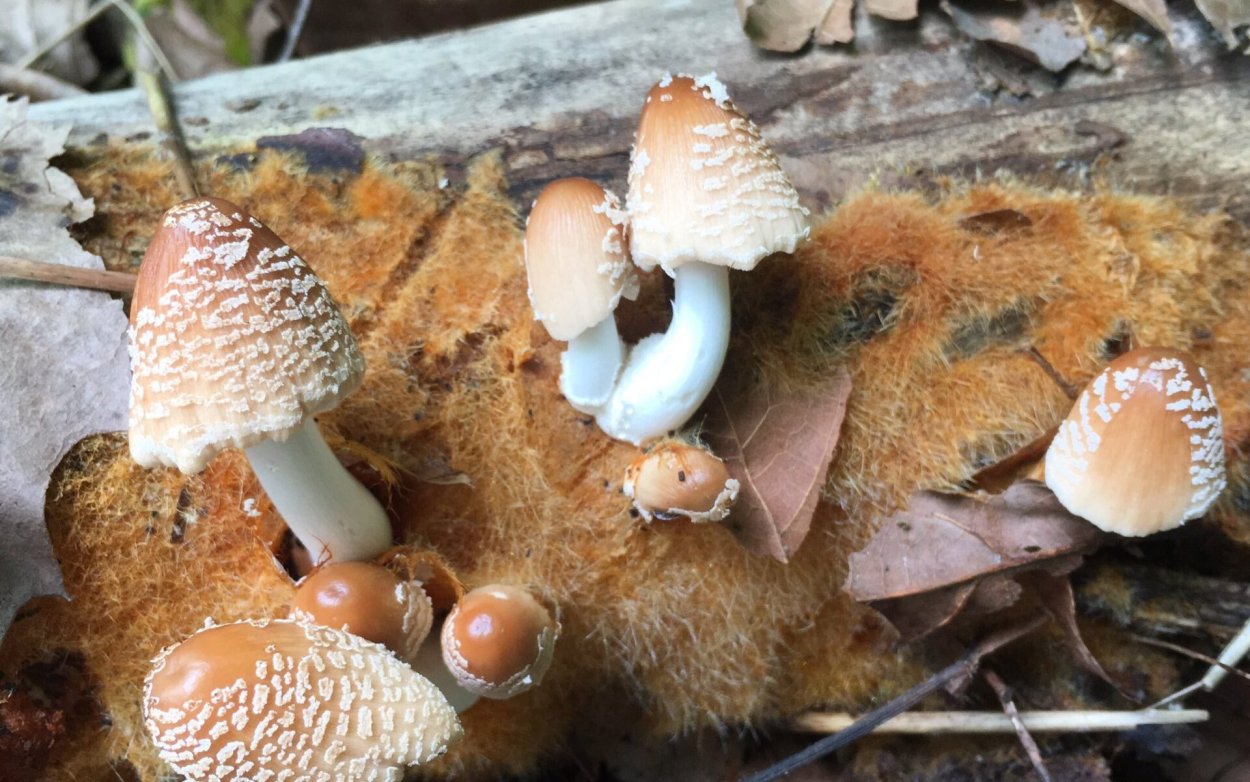 Навозник белый Coprinus comatus