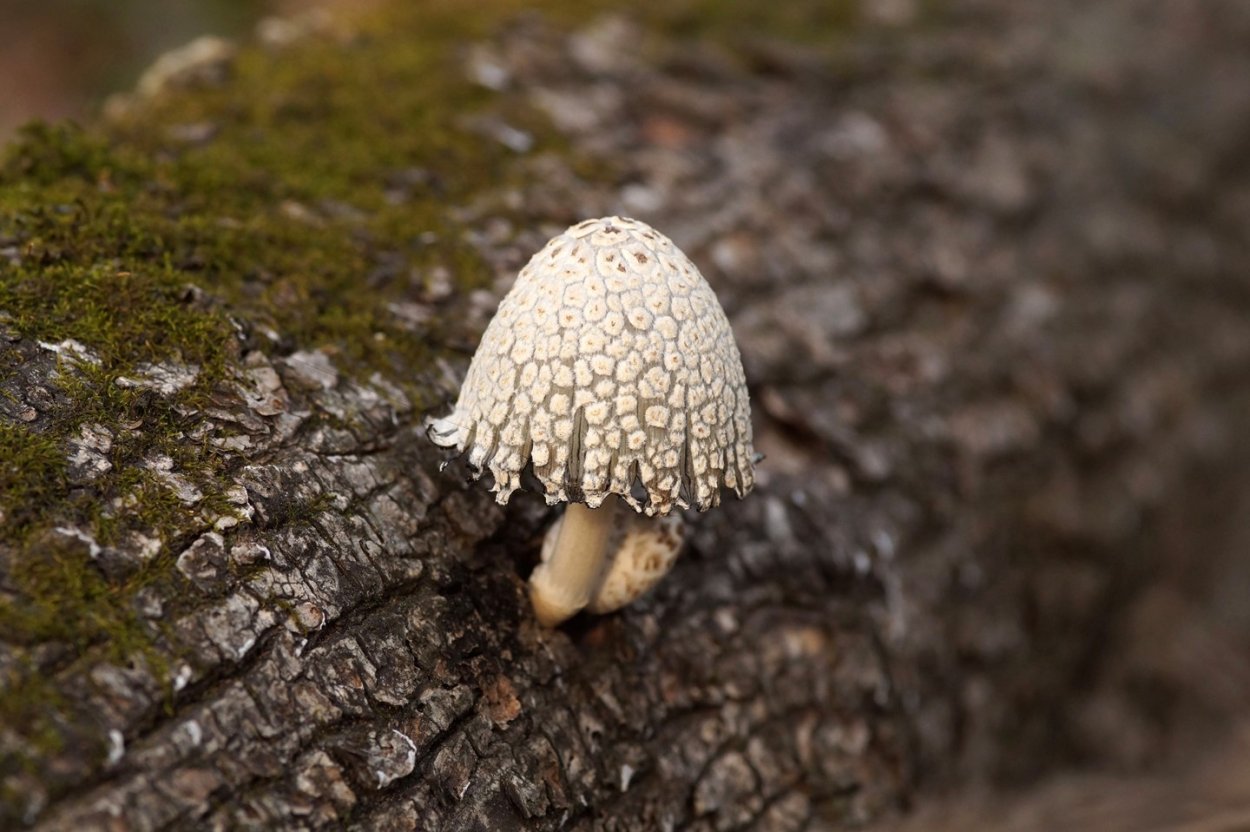 Навозник рассеянный Coprinellus disseminatus