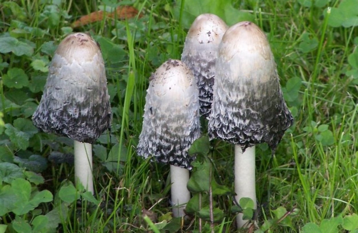 Гриб навозник от алкоголизма