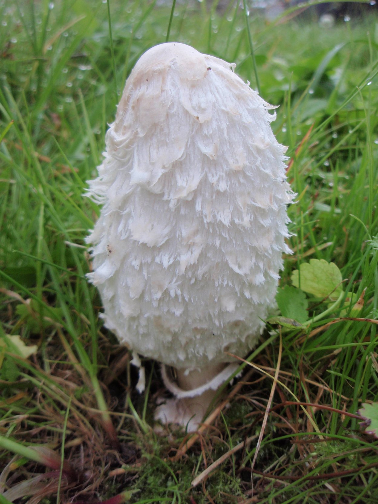 Белый навозник гриб