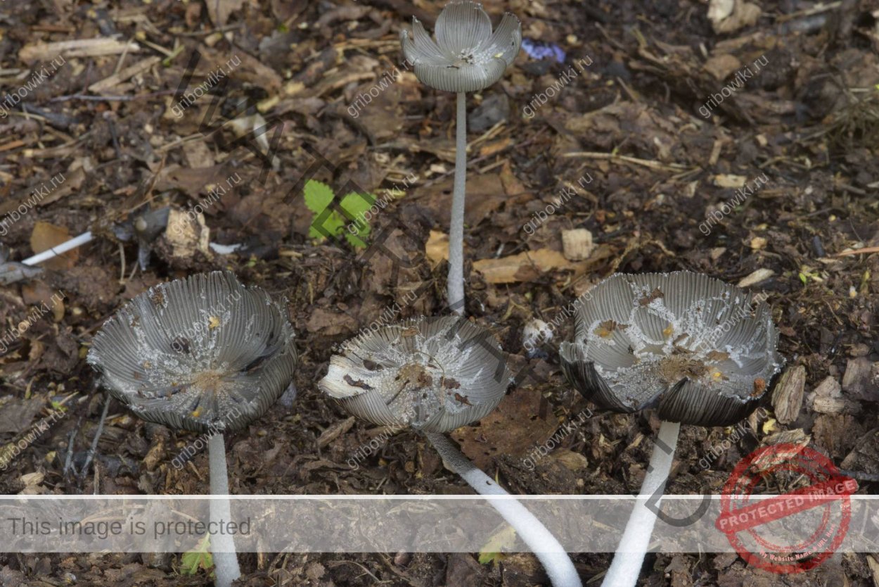 Навозник Coprinopsis