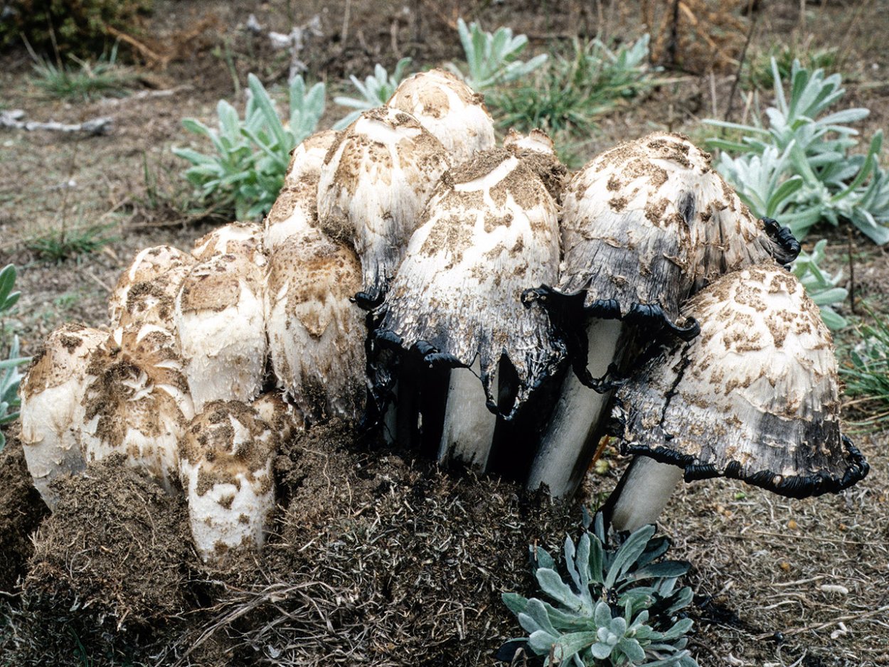 Грибы способны к