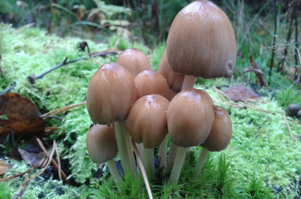 Навозник обыкновенный гриб