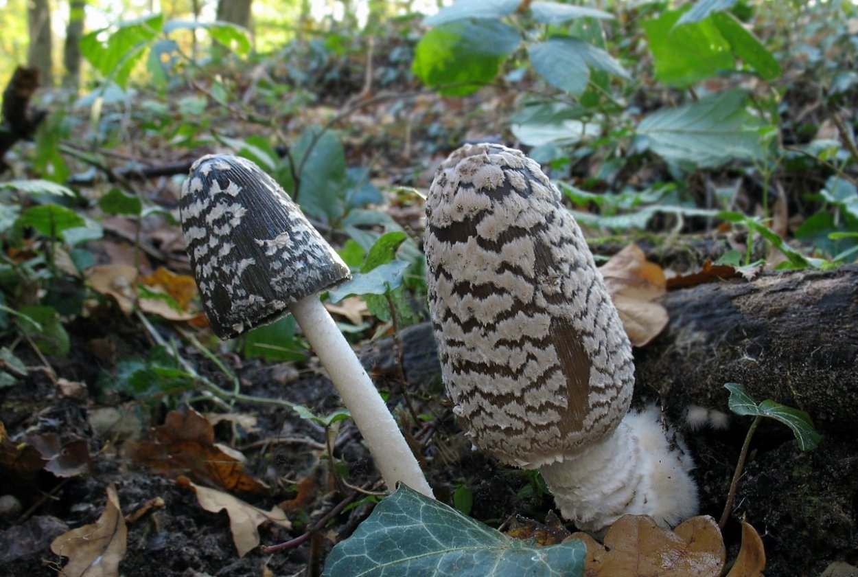 Гриб навозник чешуйчатый