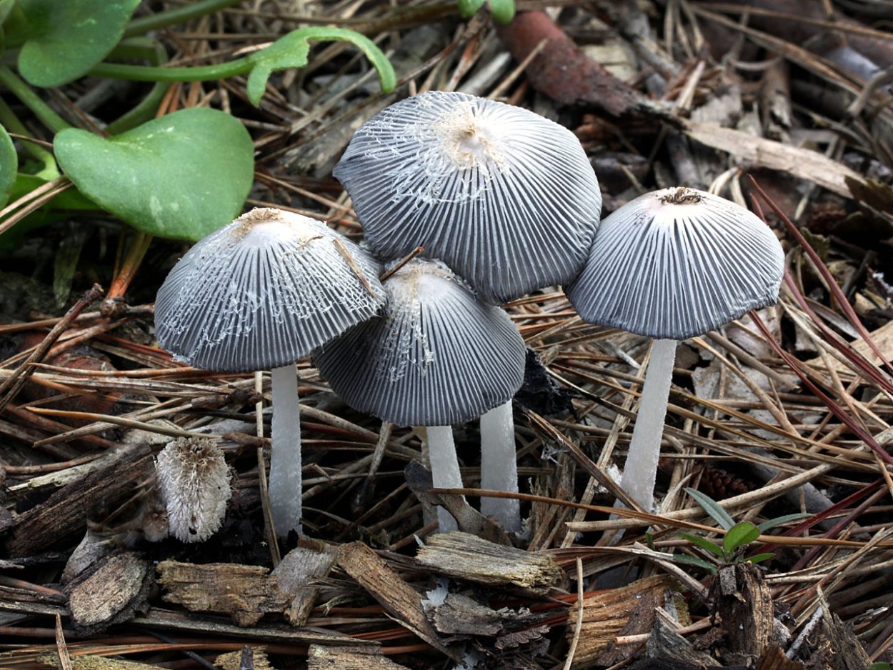 Conocybe Juniana