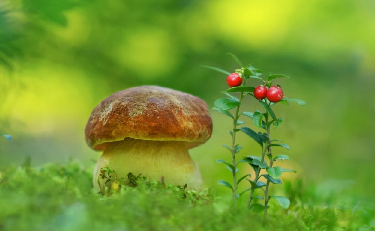 Летний грибной дождь