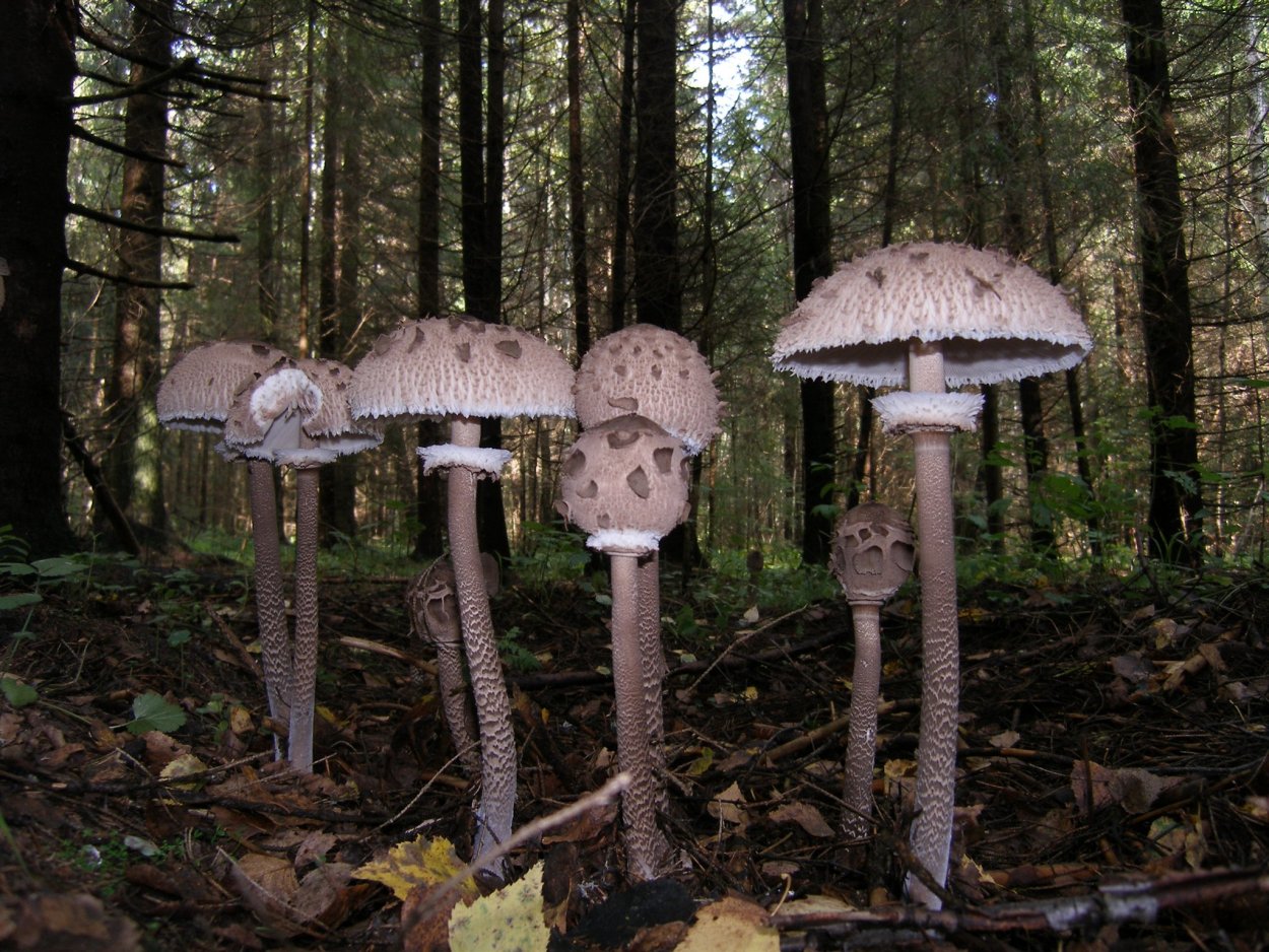 Родотус / Rhodotus palmatus