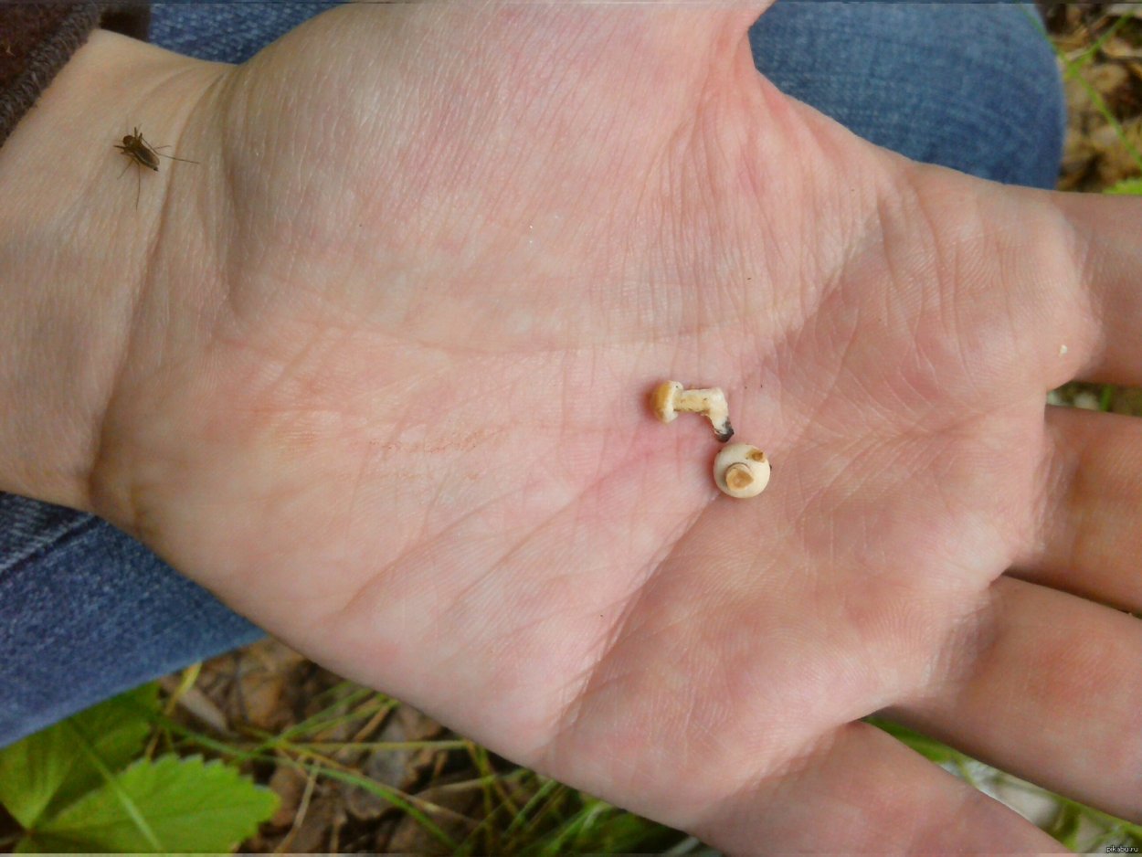 Rhodotus palmatus