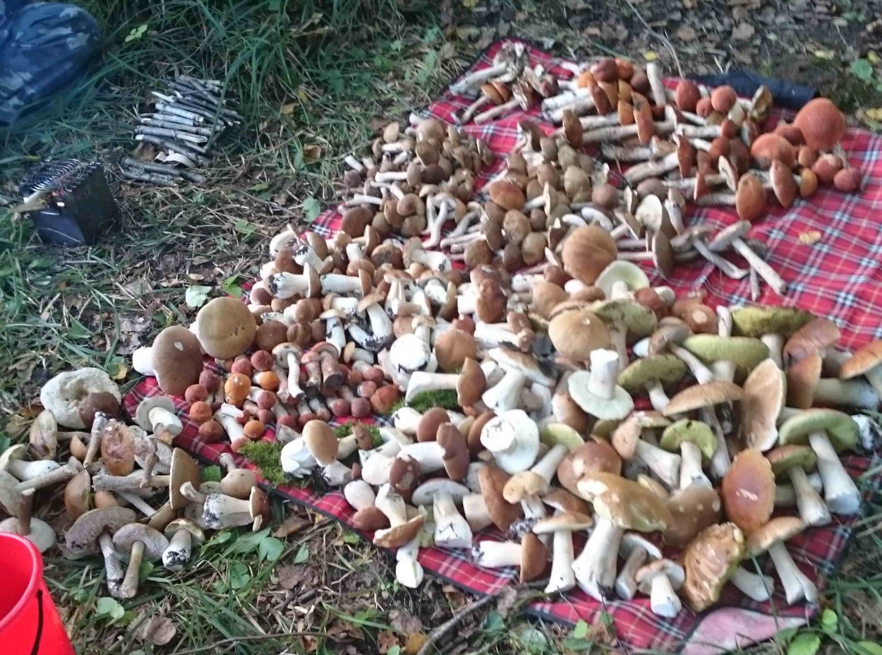 Маленькие грибы