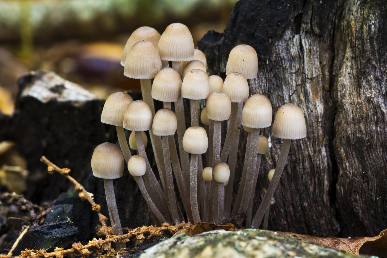 Лерациомицес (leratiomyces)