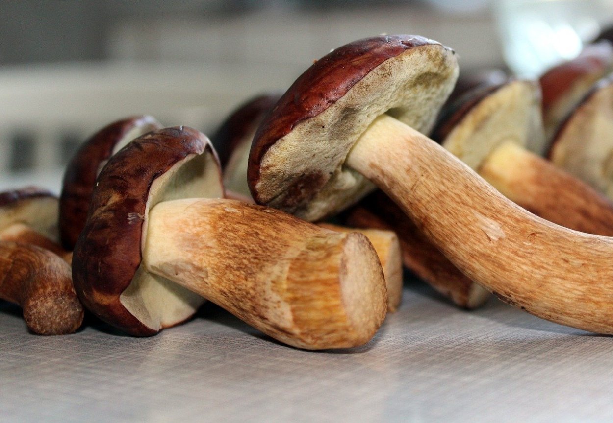 Подосиновик белый (Leccinum percandidum)