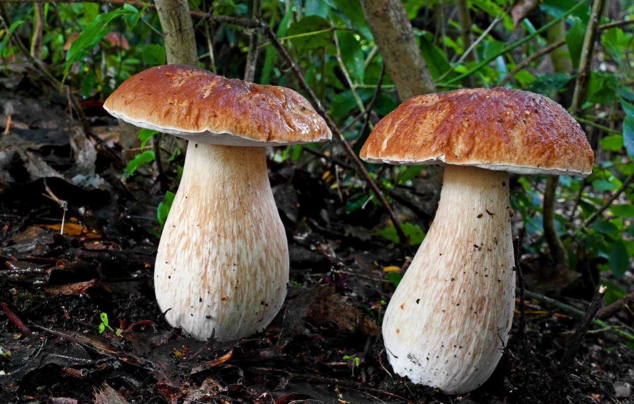 Боровик Фехтнера Boletus fechtneri