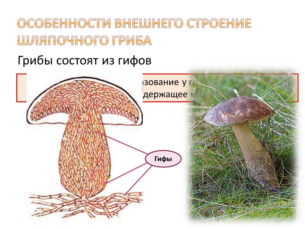Белый гриб сверху