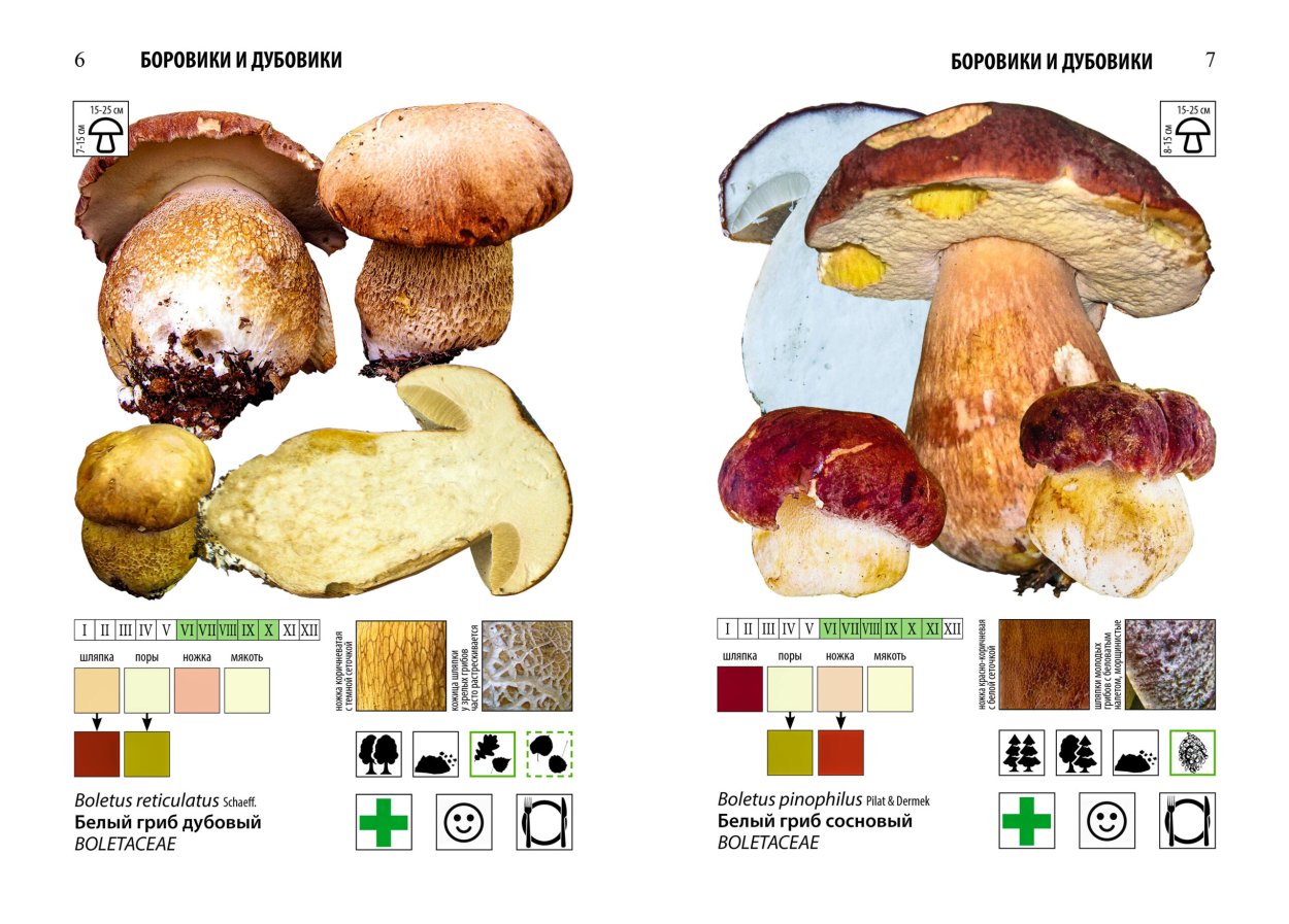 Грибы отдел ( Boletus edulis