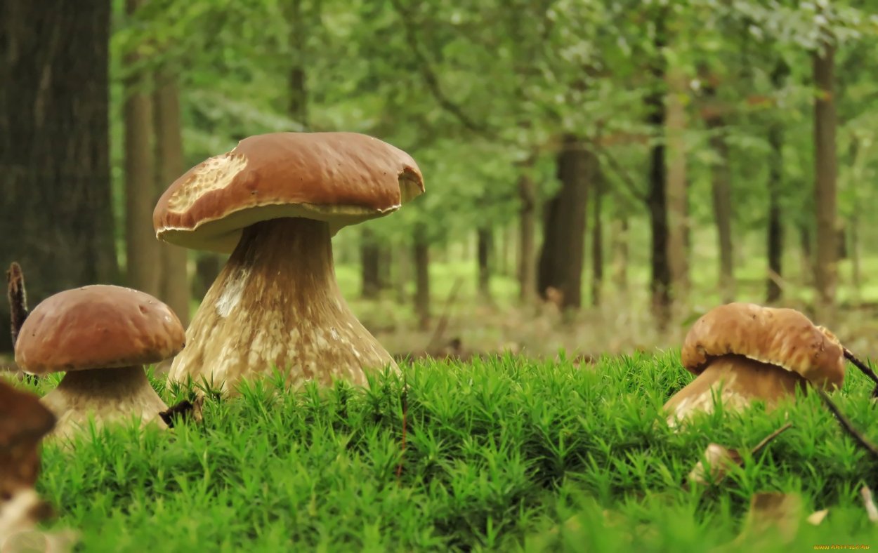 Боровик Волчий Boletus Lupinus
