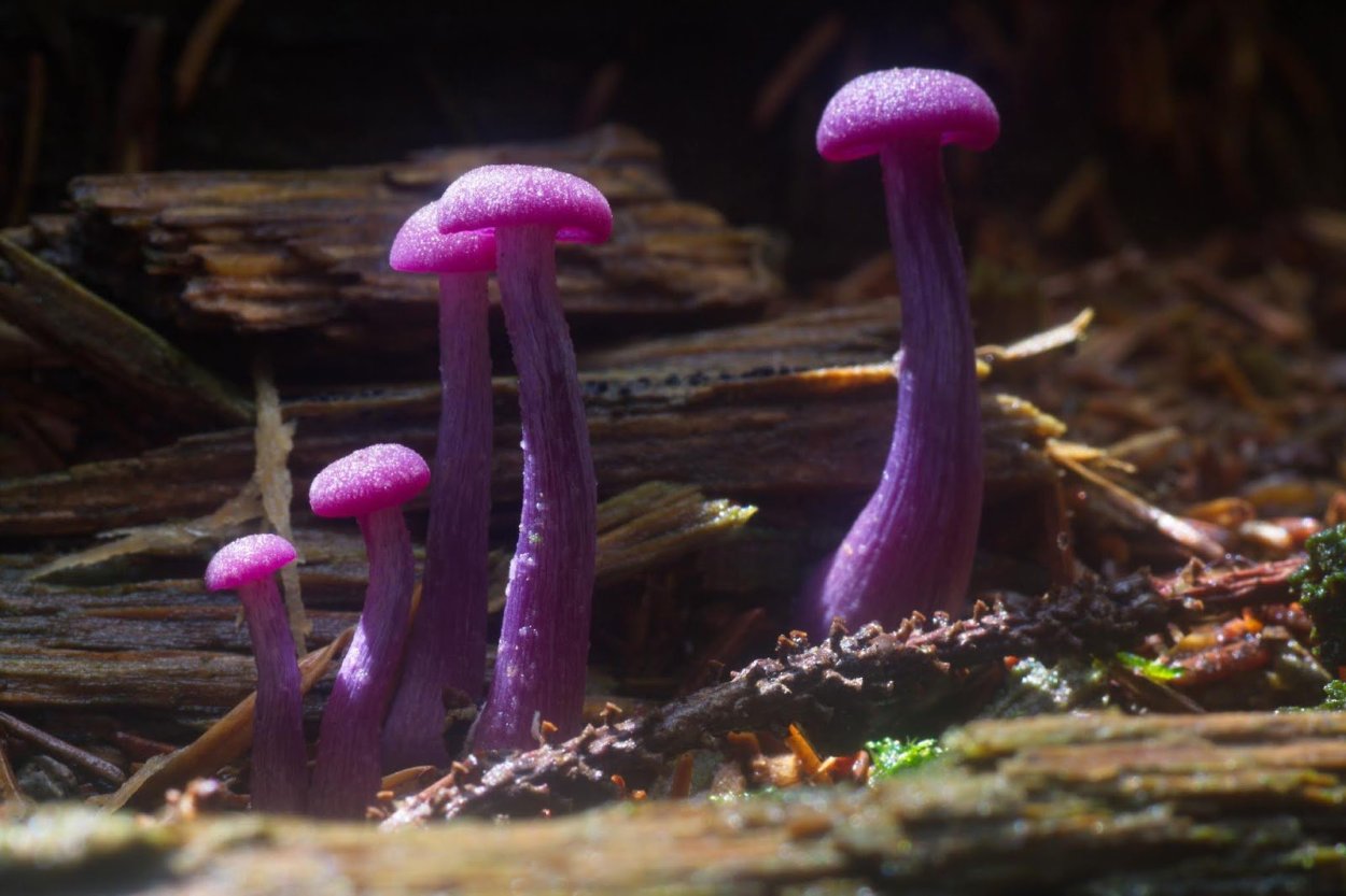 Лаковица Аметистовая / Amethyst Deceiver