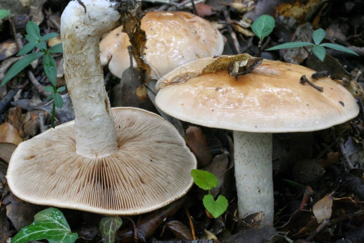 Hebeloma sinapizans гриб