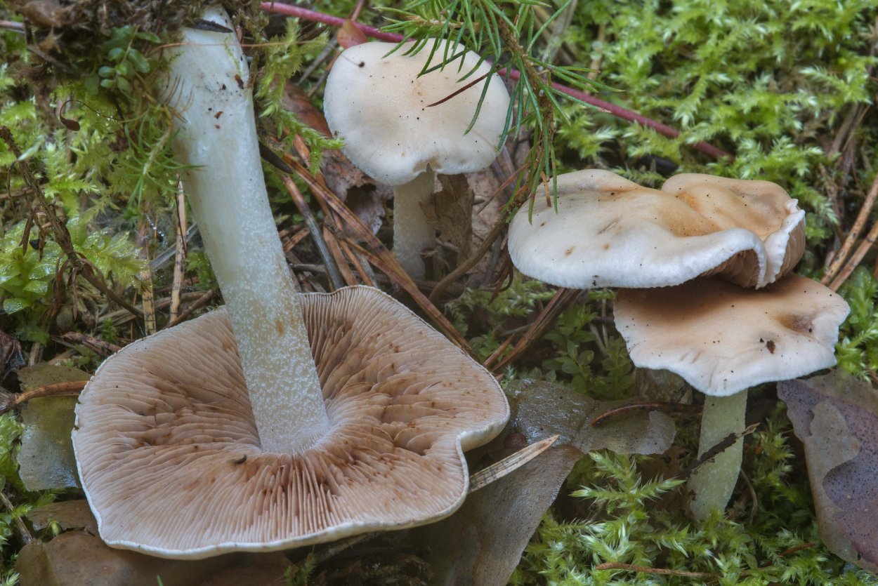 Гебелома хреновый гриб Hebeloma crustuliniforme.