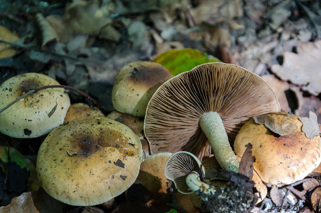 Pholiota highlandensis