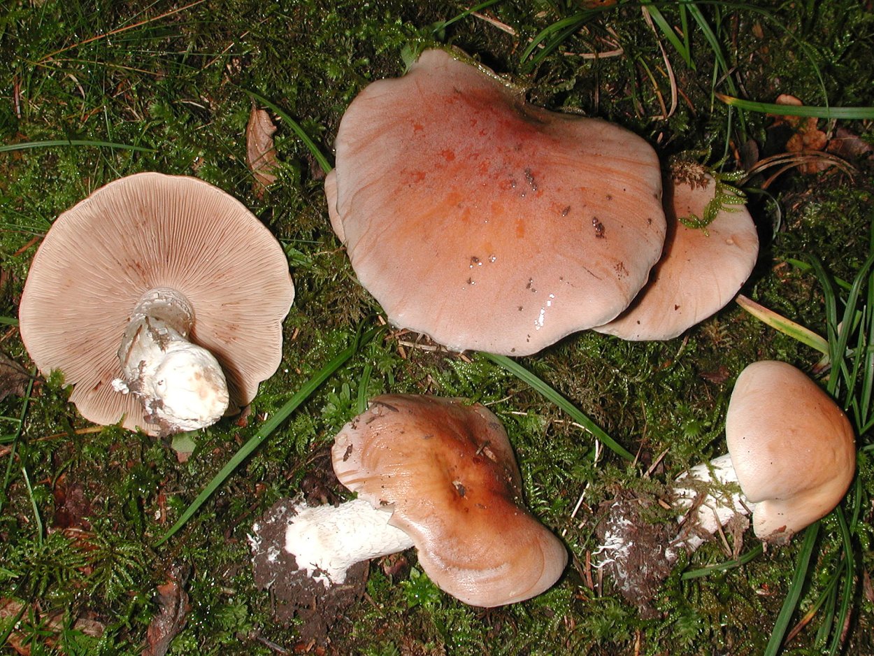 Гебелома горчичная Hebeloma sinapizans
