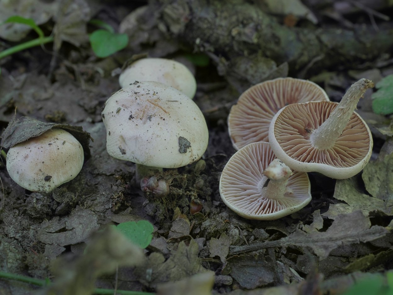 Hebeloma sacchariolens