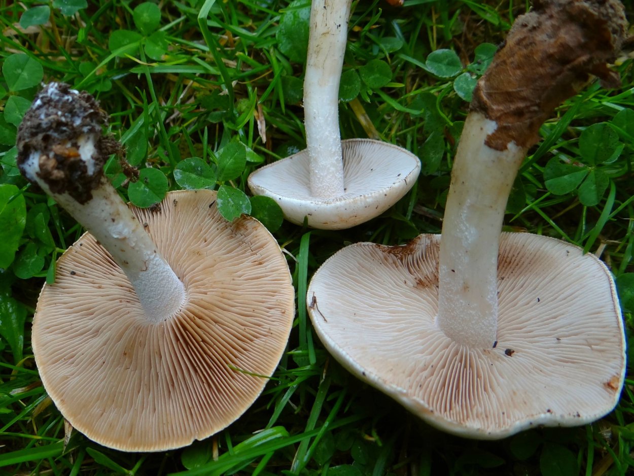 Гебелома горчичная Hebeloma sinapizans