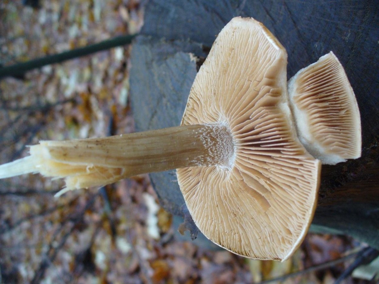 Hebeloma crustuliniforme