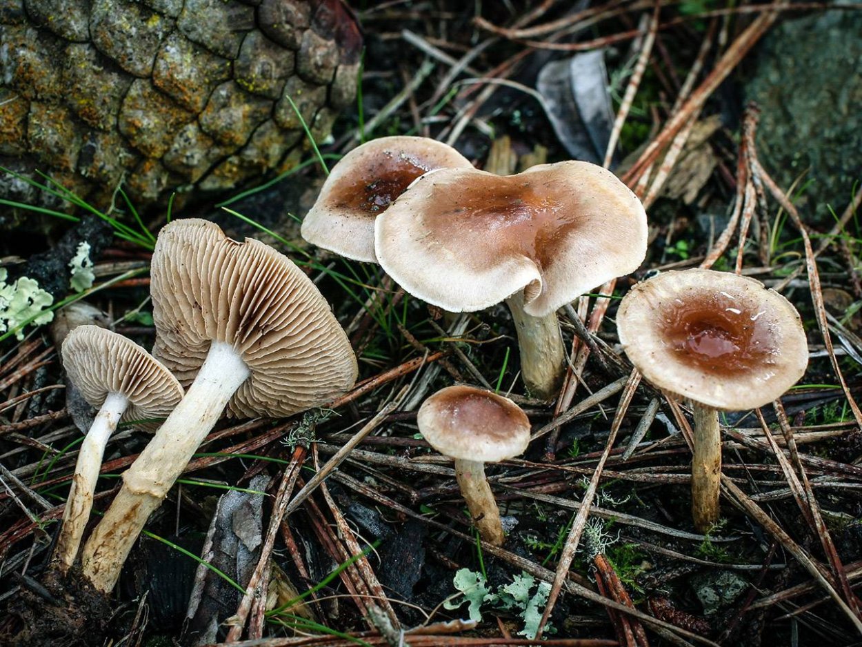 Hebeloma crustuliniforme